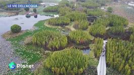 Città spugna: spazi urbani resilienti thumbnail