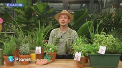 E-Garden: piante anti zanzare