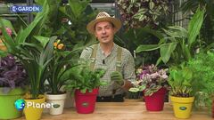 E- Garden - I fiori del passato