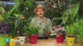 E- Garden - I fiori del passato thumbnail