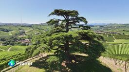 Dal Libano alle Langhe thumbnail
