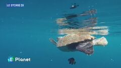 Filicudi Wildlife Conservation