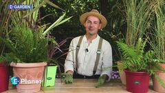 E-Garden - Le piante selvagge