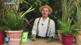 E-Garden - Le piante selvagge thumbnail