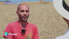 Il grano delle Madonie