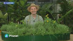 E-Garden: tre piante per realizzare una bordura rialzata da pieno sole