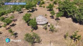 Le Strade del Gusto: la manna delle Madonie thumbnail