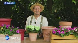 E-Garden: la coltivazione nei vasi thumbnail