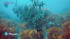 Il trattato Onu sull'Alto Mare