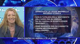 Reati contro gli animali, c'è la legge: parla Michela Vittoria Brambilla thumbnail