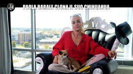 GASTON ZAMA; Paola Barale clona il suo chihuahua thumbnail