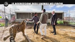 DE GIUSEPPE: Le aggressioni degli animali nei circhi thumbnail