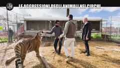 DE GIUSEPPE: Le aggressioni degli animali nei circhi