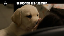 Aggiornamento: Un cucciolo per Cleopatra thumbnail