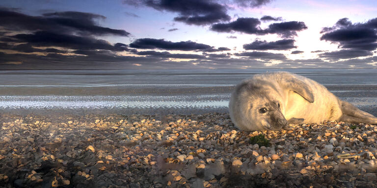 Focus Wadden sea: un mare da brividi - PrimaTv