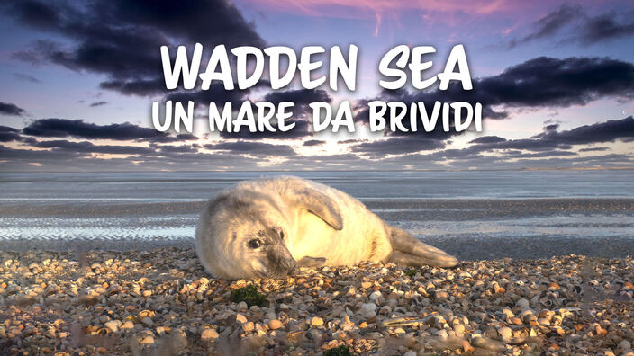 Wadden sea: un mare da brividi