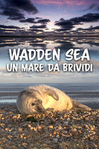 Wadden sea: un mare da brividi Wadden sea: un mare da brividi