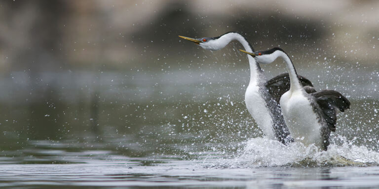 Focus San diego: natura selvaggia in citta' - PrimaTv