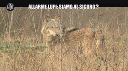 VIVIANI: Allarme lupi: siamo al sicuro? thumbnail