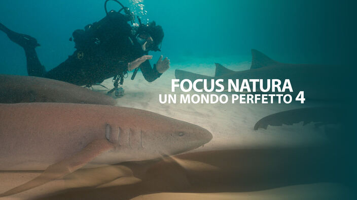 Focus natura - Un mondo perfetto 4