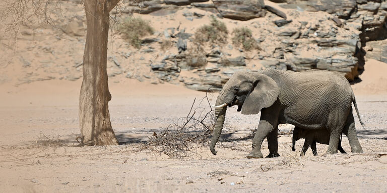 Focus La nostra Africa: Professionisti della natura - PrimaTv