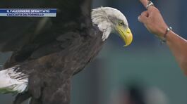 Lazio, il falconiere sfrattato da Formello thumbnail