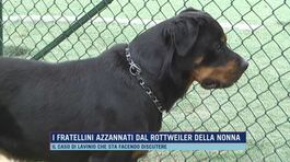 I fratellini azzannati dal rottweiler della nonna thumbnail