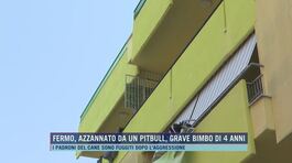 Fermo, azzannato da un pitbull, grave bimbo di 4 anni thumbnail