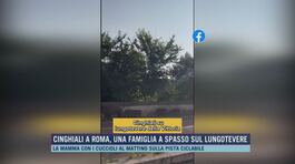 Cinghiali a Roma, una famiglia a spasso sul lungotevere thumbnail