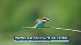 Desenzano, cantieri Tav fermi per i nidi di uccello thumbnail