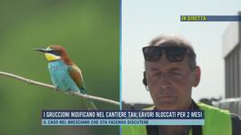 I gruccioni nidificano nel cantiere tav, lavori bloccati per 2 mesi thumbnail