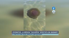 Cesenatico, la medusa "Cassiopea" avvistata dai bagnanti thumbnail