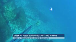 Salento, pesce scorpione avvistato in mare thumbnail