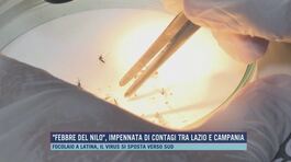 "Febbre del Nilo", impennata di contagi tra Lazio e Campania thumbnail