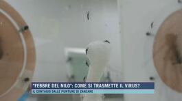 "Febbre del Nilo": come si trasmette il virus? thumbnail