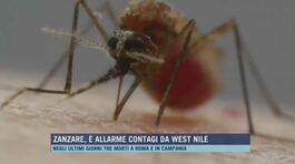 Zanzare, è allarme contagi da West Nile thumbnail