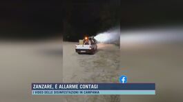 Zanzare, è allarme contagi thumbnail