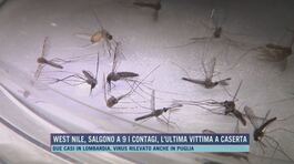 West Nile, salgono a 9 i contagi, l'ultima vittima a Caserta thumbnail