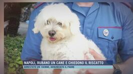Napoli, rubano un cane e chiedono il riscatto thumbnail