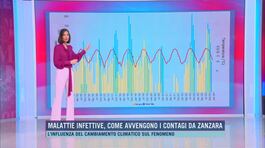 Malattie infettive, come avvengono i contagi da zanzara thumbnail