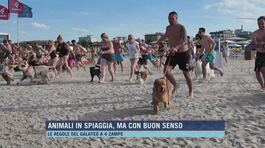 Animali in spiaggia, ma con buon senso thumbnail