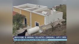 Invasione di animali selvatici: cinghiali, lupi e orsi thumbnail
