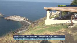 Gli abitanti di Ginostra lanciano l'sos capre thumbnail