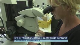 West Nile e Chikungunya, crescono le malattie veicolate dalle zanzare thumbnail