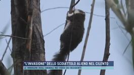 "L'invasione" dello scoiattolo alieno nel Cilento thumbnail