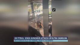 Un pitbull senza guinzaglio attacca un'altra cagnolina thumbnail