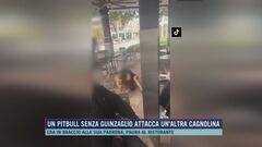 Un pitbull senza guinzaglio attacca un'altra cagnolina
