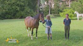 Un cavallo per amico: conduzione in sicurezza thumbnail