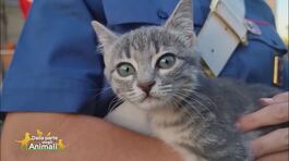 Fiamma, una gattina salvata i primi di agosto thumbnail