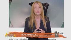 Finalmente giustizia, dentro la legge Brambilla